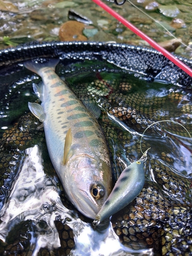 エゾイワナの釣果