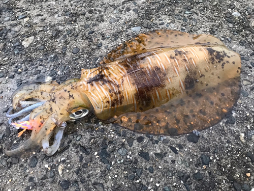 アオリイカの釣果