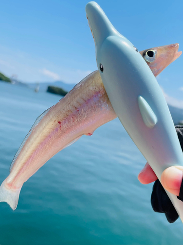 キスの釣果