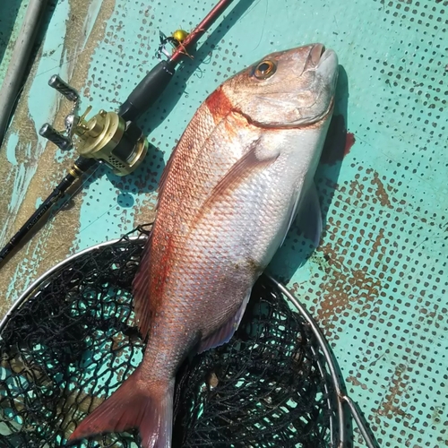 マダイの釣果