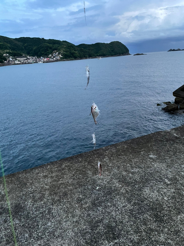 ハタンポの釣果