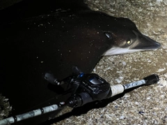 ナルトビエイの釣果