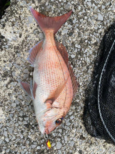 マダイの釣果