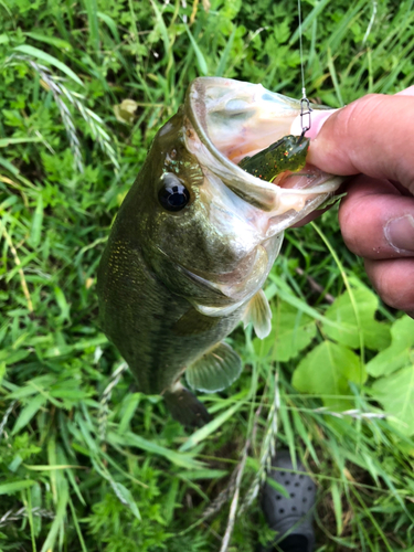 ブラックバスの釣果