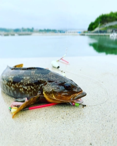 アイナメの釣果