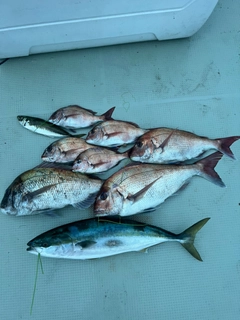 マダイの釣果