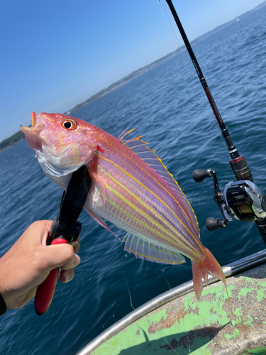 イトヨリダイの釣果