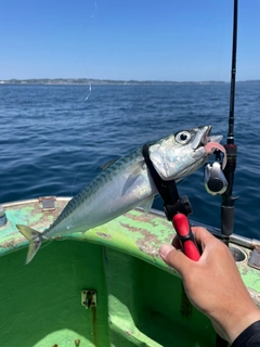 ゴマサバの釣果