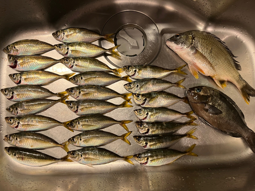 アジの釣果