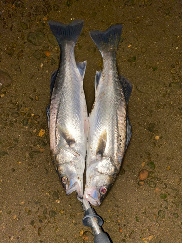 シーバスの釣果