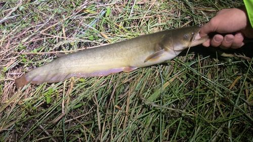 マナマズの釣果