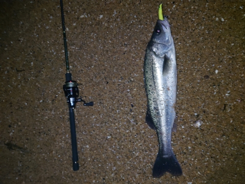 スズキの釣果