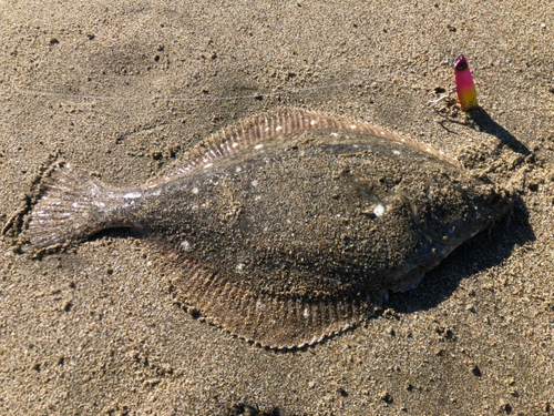 カレイの釣果