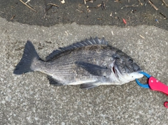 クロダイの釣果