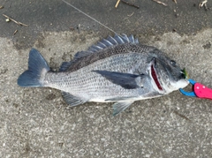 クロダイの釣果