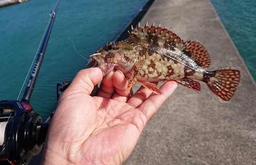 ガシラの釣果