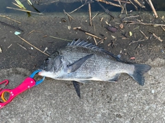 クロダイの釣果