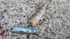 イトヒキハゼの釣果