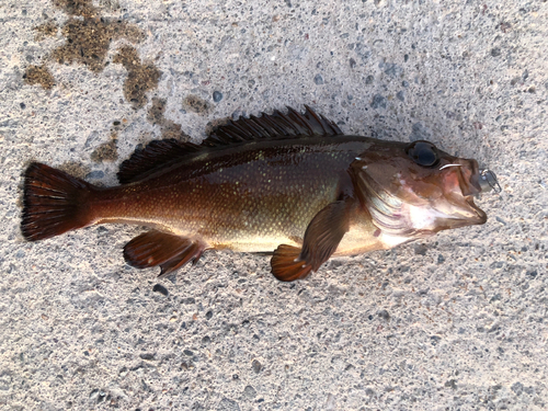 エゾメバルの釣果