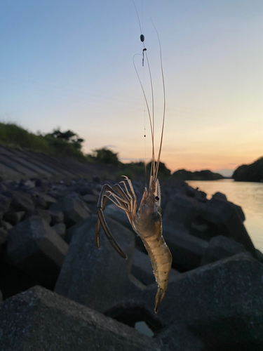 テナガエビの釣果