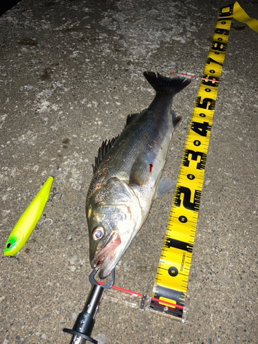 シーバスの釣果