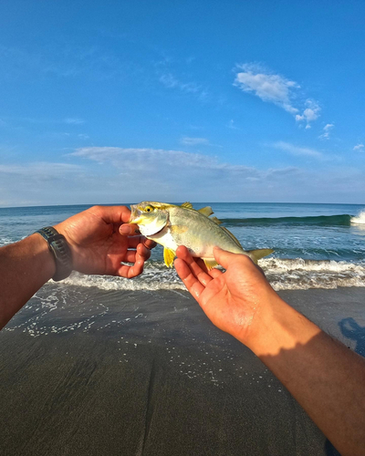 ショゴの釣果