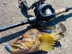 シマソイの釣果