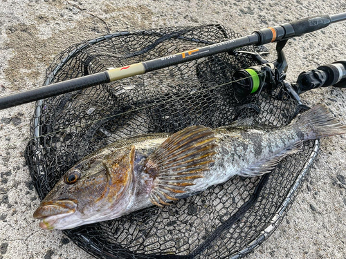 アイナメの釣果