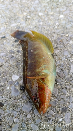 ホシササノハベラの釣果