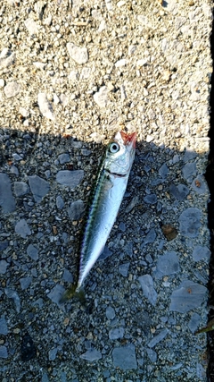 サバの釣果