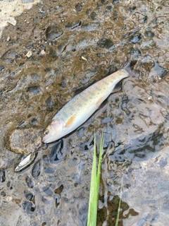 ニジマスの釣果