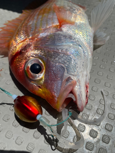 レンコダイの釣果