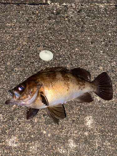 メバルの釣果