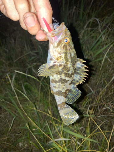 タケノコメバルの釣果