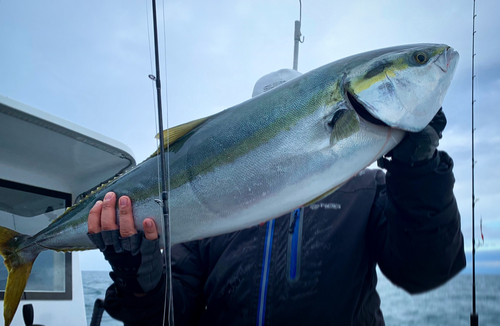 ブリの釣果