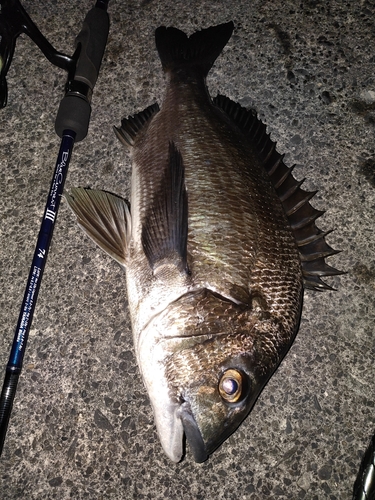 チヌの釣果