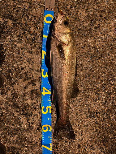 シーバスの釣果