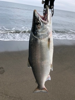 サクラマスの釣果