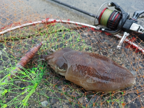 コウイカの釣果