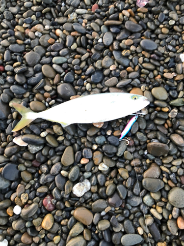 ワカナゴの釣果