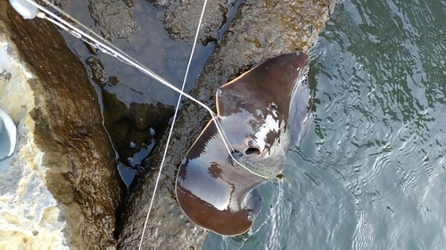 アカエイの釣果