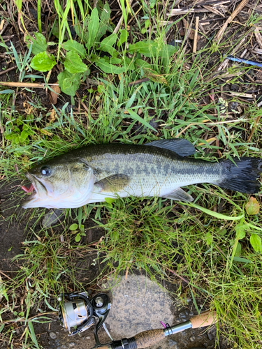 釣果