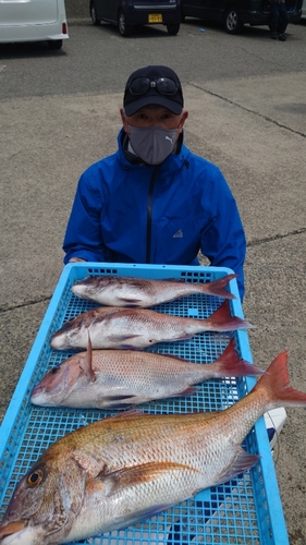 マダイの釣果