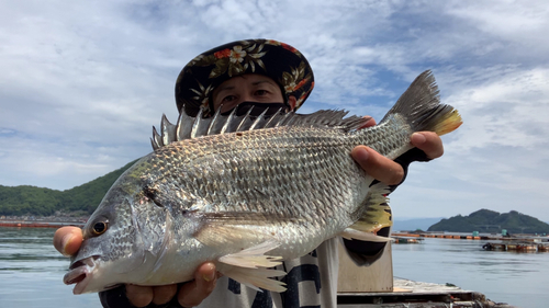 キビレの釣果