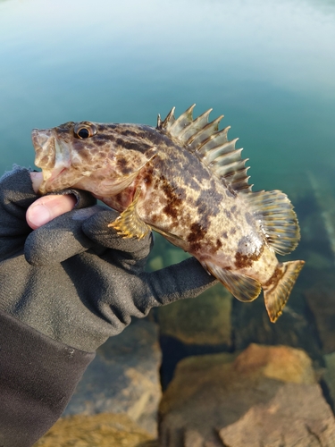 タケノコメバルの釣果