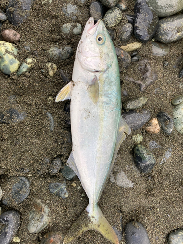 ワカシの釣果