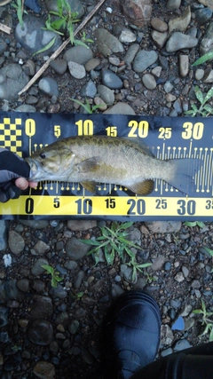 スモールマウスバスの釣果