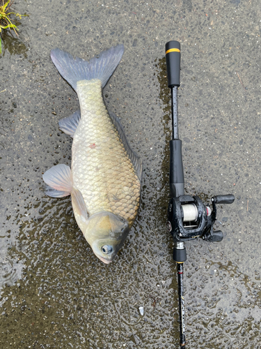 ギンブナの釣果