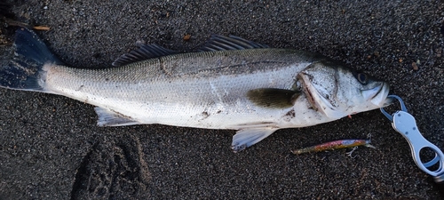 スズキの釣果