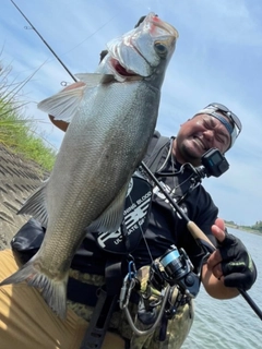 ヒラスズキの釣果